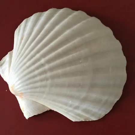 Lejlighed Fischerhus Lütt Hauke 69 Qm Traudel *